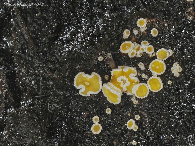 vlnuška Lachnellula sp.