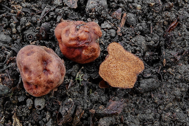 rýdzik Lactarius sp.