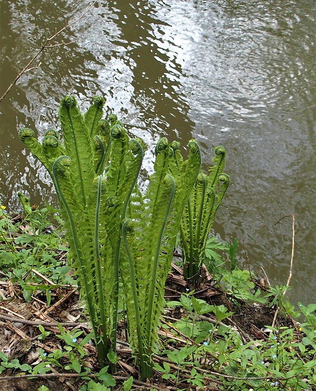 perovník pštrosí Matteuccia struthiopteris (L.) Tod.