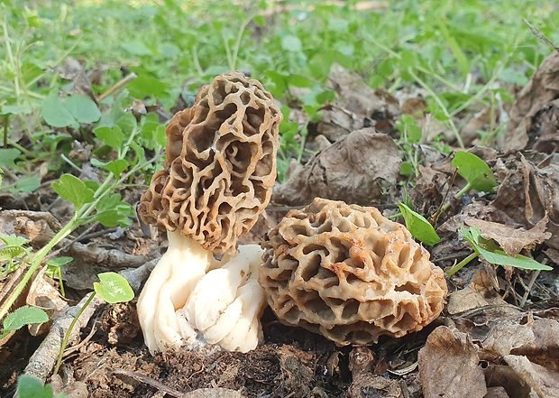 smrčok jedlý Morchella esculenta (L.) Pers.