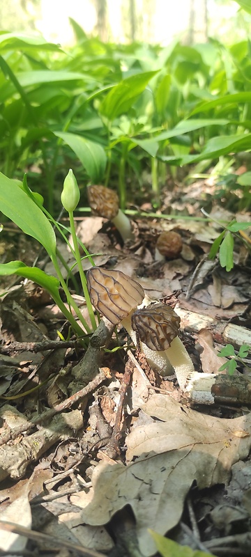 smrčok hybridný Morchella semilibera DC.