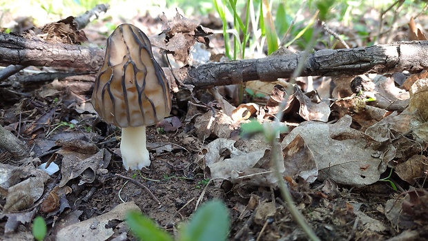 smrčok hybridný Morchella semilibera DC.