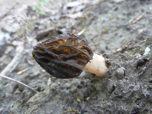 smrčok hybridný Morchella semilibera DC.