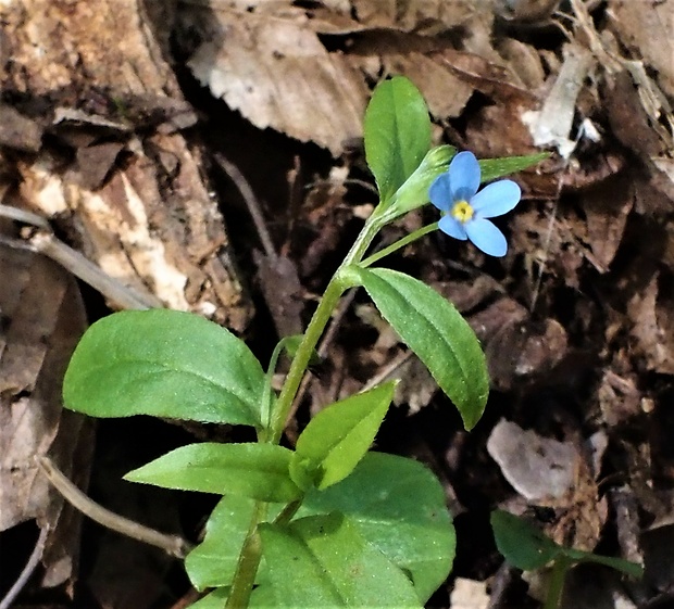 pupkovec nezábudkovitý Omphalodes scorpioides (Haenke) Schrank