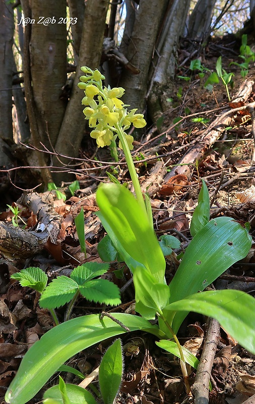 vstavač bledý Orchis pallens L.