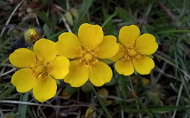 nátržník piesočný Potentilla arenaria Borkh.