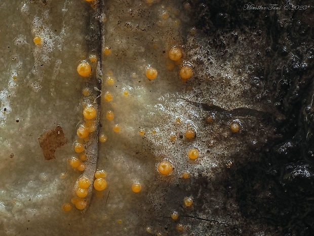 - Sarea resinae (Fr.) Kuntze