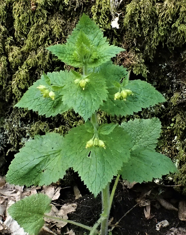 krtičník jarný Scrophularia vernalis L.