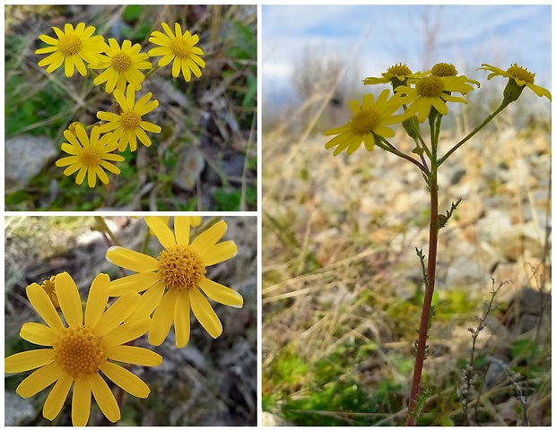 starček jarný Senecio vernalis Waldst. et Kit.