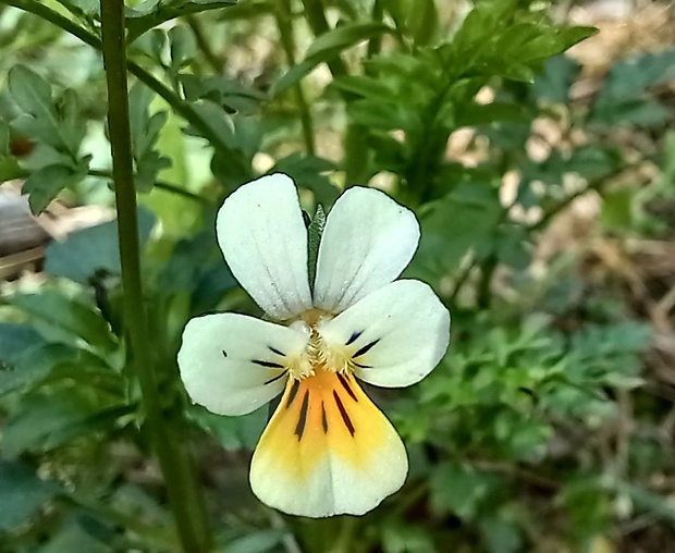 fialka roľná Viola arvensis Murray