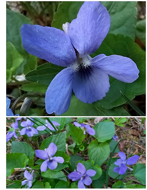 fialka voňavá Viola odorata L.