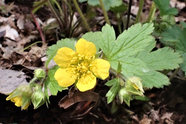 valdštajnka kuklíkovitá Waldsteinia geoides Willd.