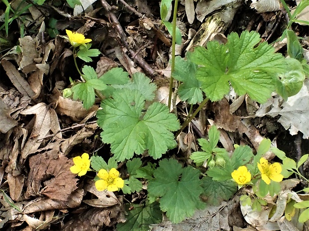 valdštajnka kuklíkovitá Waldsteinia geoides Willd.