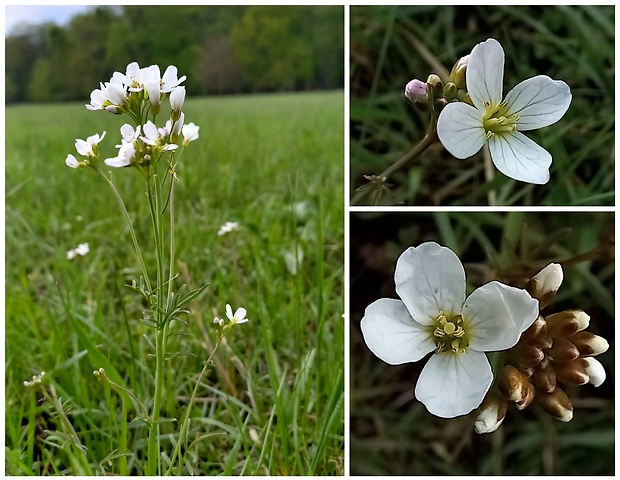 žerušnica lúčna Cardamine pratensis L.