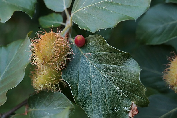 buk lesný Fagus sylvatica L.