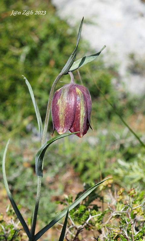 korunkovka Fritillaria messanensis subsp. sphaciotica (Gand.) Kamari &amp; Phitos