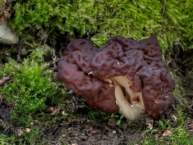 ušiak obyčajný Gyromitra esculenta (Pers.) Fr.