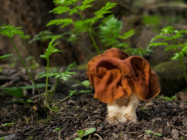 ušiak obrovský Gyromitra gigas (Krombh.) Cooke