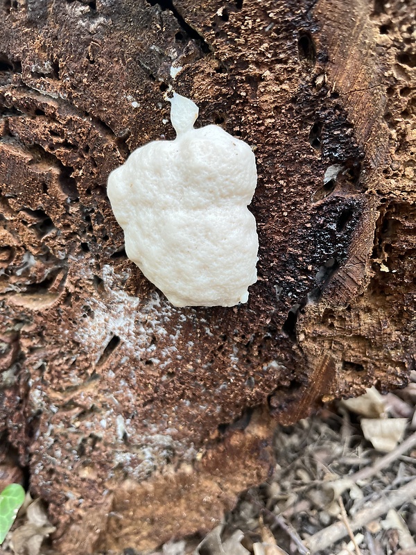 sírovec obyčajný Laetiporus sulphureus (Bull.) Murrill