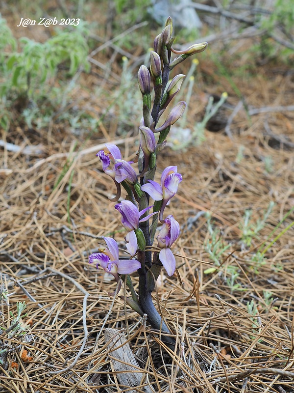 modruška pošvatá Limodorum abortivum (L.) Sw.