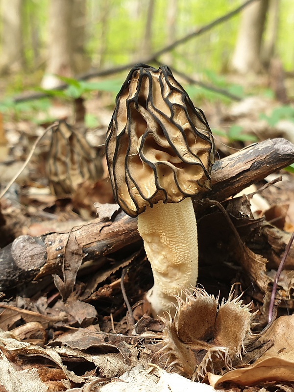 smrčok hybridný Morchella semilibera DC.