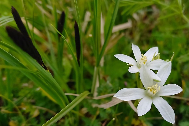 bledavka okolíkatá Ornithogalum umbellatum L