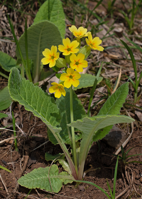 prvosienka jarná Primula veris L.