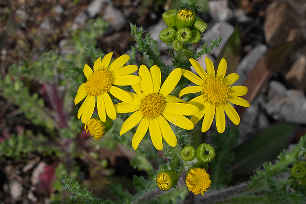 starček jarný Senecio vernalis Waldst. et Kit.