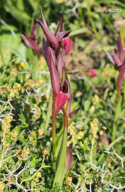 serapias Serapias orientalis