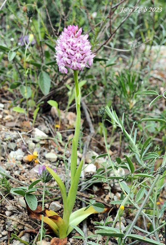 červenohlav ihlanovitý Anacamptis pyramidalis (L.) Rich