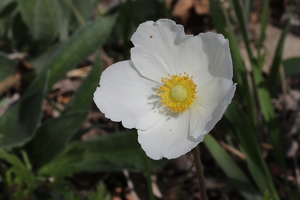 veternica lesná Anemone sylvestris L.