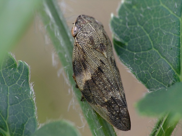 peniarka jelšová Aphrophora alni