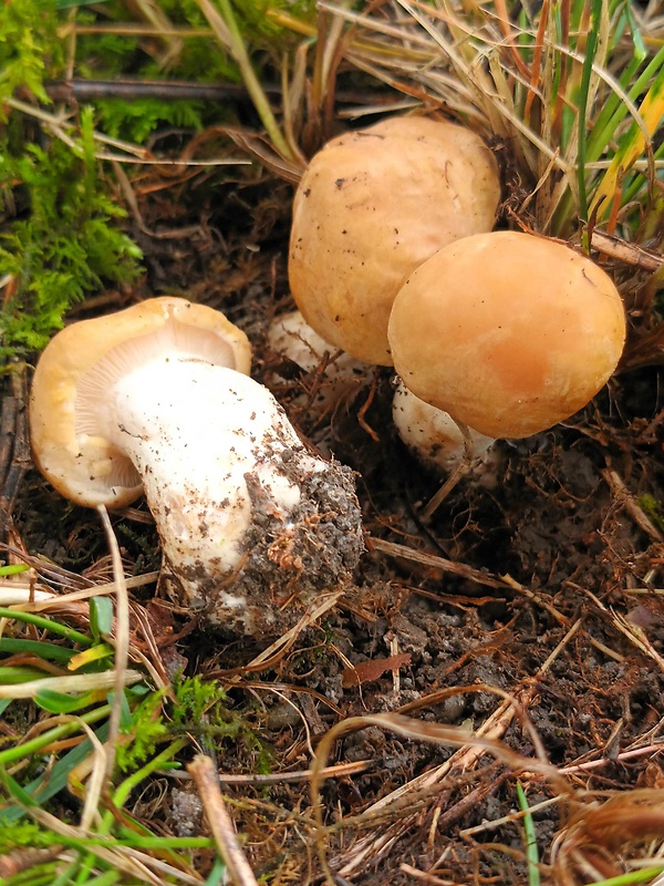 čírovnica májová Calocybe gambosa (Fr.) Donk