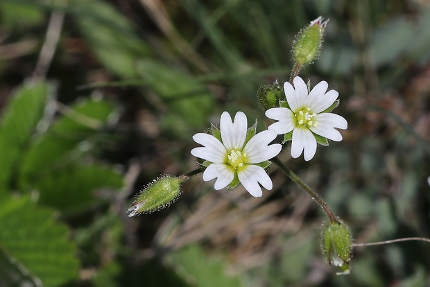 rožec mazľavý Cerastium glutinosum Fr.