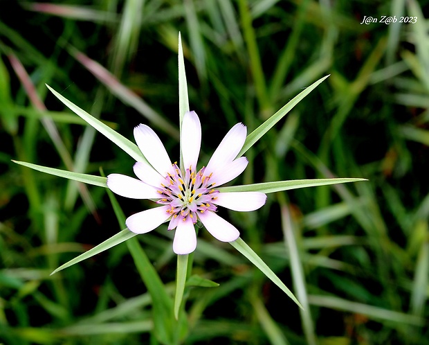 Geropogon hybridus     Sch. Bip.