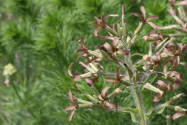 večernica smutná Hesperis tristis L.