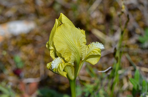 kosatec nízky Iris pumila L.