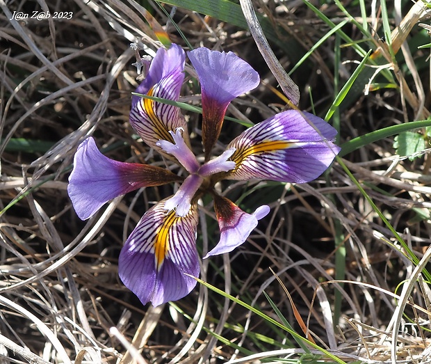 kosatec krétsky Iris unguicularis Poir.