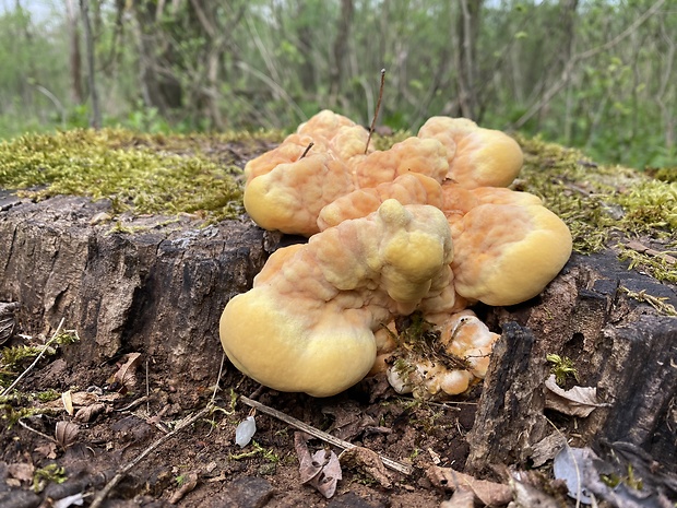 sírovec obyčajný Laetiporus sulphureus (Bull.) Murrill