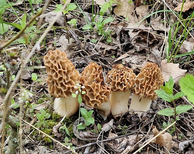 smrčok jedlý Morchella esculenta (L.) Pers.