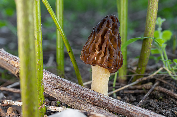 smrčok hybridný Morchella semilibera DC.