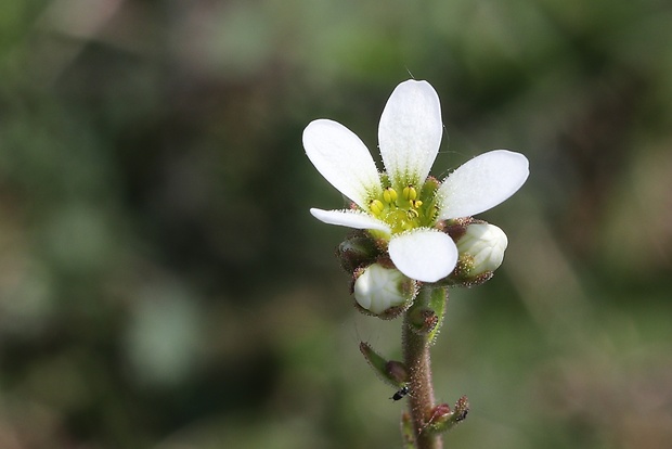 lomikameň cibuľkatý Saxifraga bulbifera L.