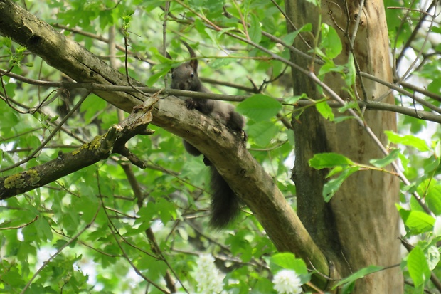 veverica stromová Sciurus vulgaris