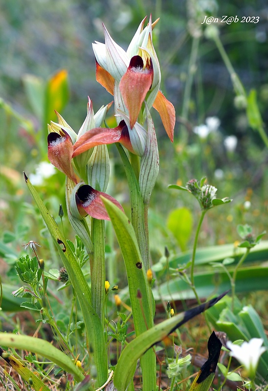 serapias Serapias parviflora Parl.