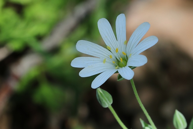 hviezdica veľkokvetá Stellaria holostea L.