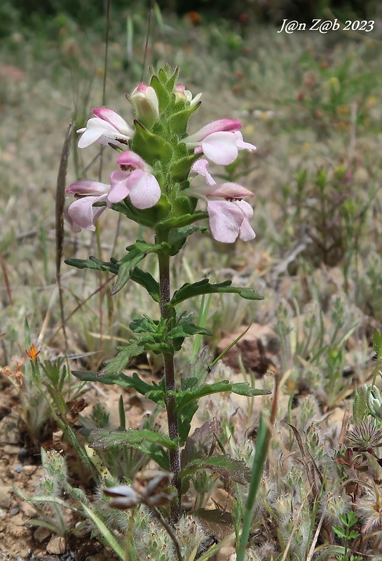 bartsia Bartsia trixago L.