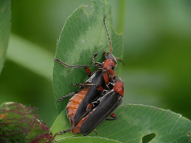 snehuľčík obyčajný Cantharis rustica