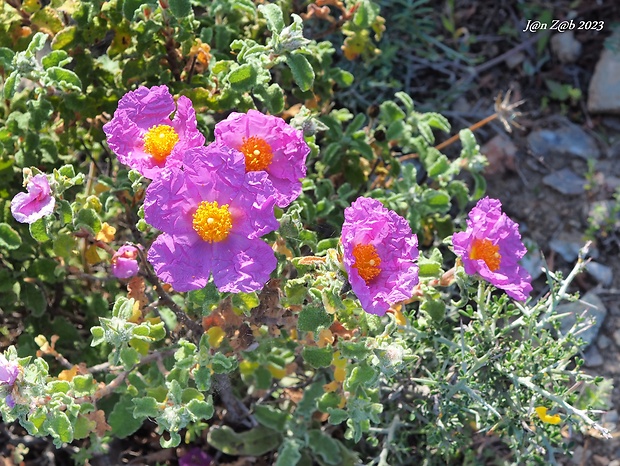 cistus Cistus creticus L.