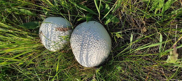 rozpadavec dlabaný Lycoperdon utriforme Bull.