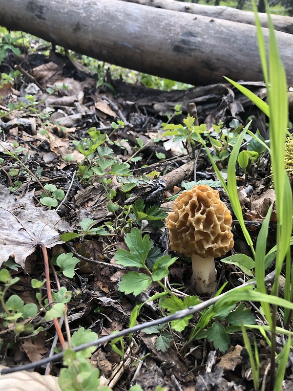 smrčok jedlý Morchella esculenta (L.) Pers.